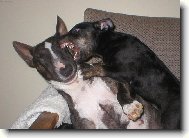 Bull Terrier