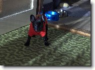 Bouledogue francais, French Bulldog