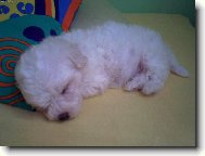 Bichon � poil fris�, Bichon Frise