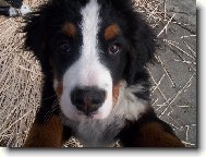 Berner Sennenhund