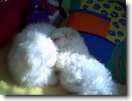 Bichon � poil fris�, Bichon Frise