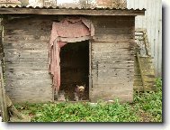 Jork��rsk� terier, Yorkshire Terrier,