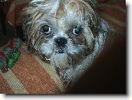 �icu, Shih-Tzu