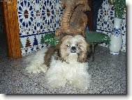 �icu, Shih-Tzu