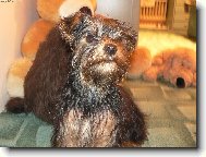 Jork��rsk� terier, Yorkshire Terrier,