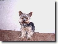 Jork��rsk� terier, Yorkshire Terrier,