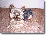 Jork��rsk� terier, Yorkshire Terrier,