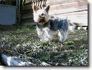 Jork��rsk� terier, Yorkshire Terrier,