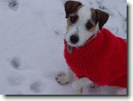 Parson Russel Terrier