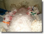 Bichon � poil fris�, Bichon Frise
