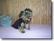 Jork��rsk� terier, Yorkshire Terrier,