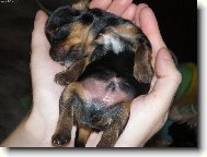 Jork��rsk� terier, Yorkshire Terrier,