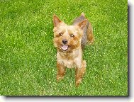 Jork��rsk� terier, Yorkshire Terrier,