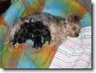 Jork��rsk� terier, Yorkshire Terrier,