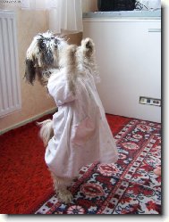 �icu, Shih-Tzu