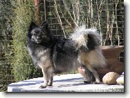 Deutscher spitz - Mittelspitz, German Spitz � Medium size Spitz