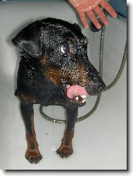 Deutscher Jagdterrier