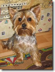 Jork��rsk� terier, Yorkshire Terrier,