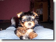 Jork��rsk� terier, Yorkshire Terrier,