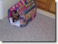 Jork��rsk� terier, Yorkshire Terrier,
