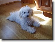 Bichon � poil fris�, Bichon Frise
