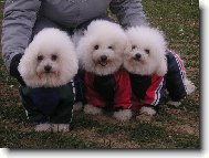 Bichon � poil fris�, Bichon Frise
