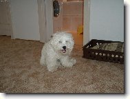 Bichon � poil fris�, Bichon Frise