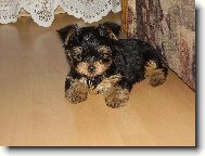 Jork��rsk� terier, Yorkshire Terrier,