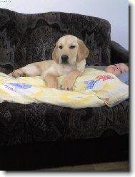 Labrador Retriever