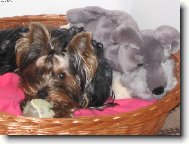 Jork��rsk� terier, Yorkshire Terrier,