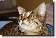 Savannah of Bengal Cats