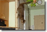 Savannah of Bengal Cats