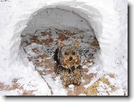 Jork��rsk� terier, Yorkshire Terrier,