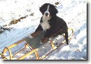 Berner Sennenhund