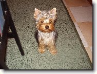 Jork��rsk� terier, Yorkshire Terrier,