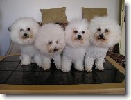 Bichon � poil fris�, Bichon Frise