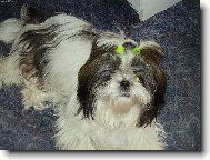 �icu, Shih-Tzu