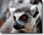 Lemur katta a zoubek vy�n�vaj�c� z tlamy...