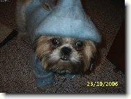�icu, Shih-Tzu