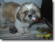 �icu, Shih-Tzu