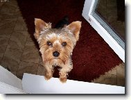 Jork��rsk� terier, Yorkshire Terrier,