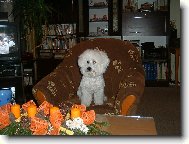 Bichon � poil fris�, Bichon Frise