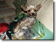 Jork��rsk� terier, Yorkshire Terrier,