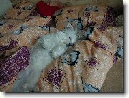 Maltese