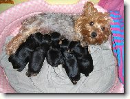 Jork��rsk� terier, Yorkshire Terrier,