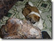 �icu, Shih-Tzu
