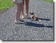 �icu, Shih-Tzu