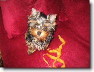 Jork��rsk� terier, Yorkshire Terrier,