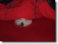 Bichon � poil fris�, Bichon Frise