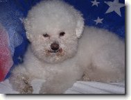 Bichon � poil fris�, Bichon Frise